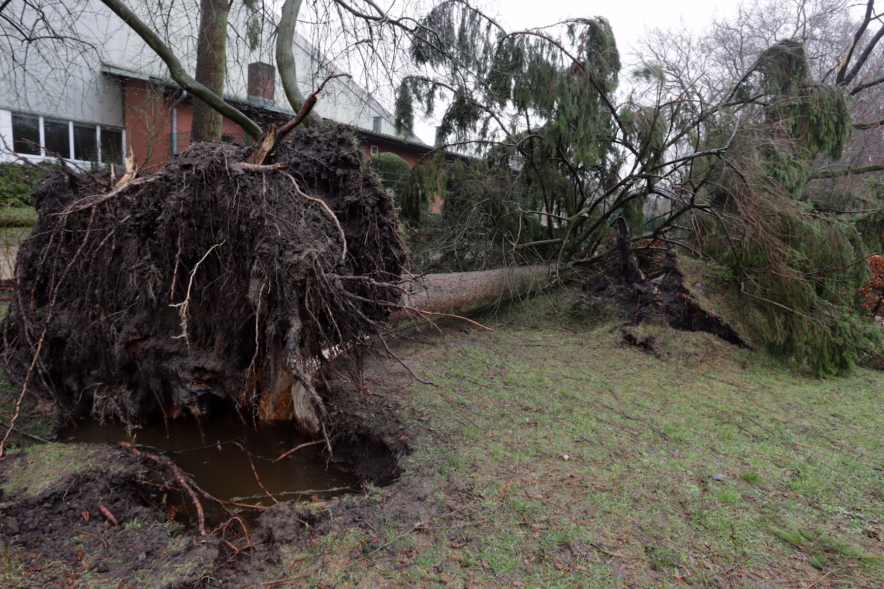 Arbre déraciné après une tempête
